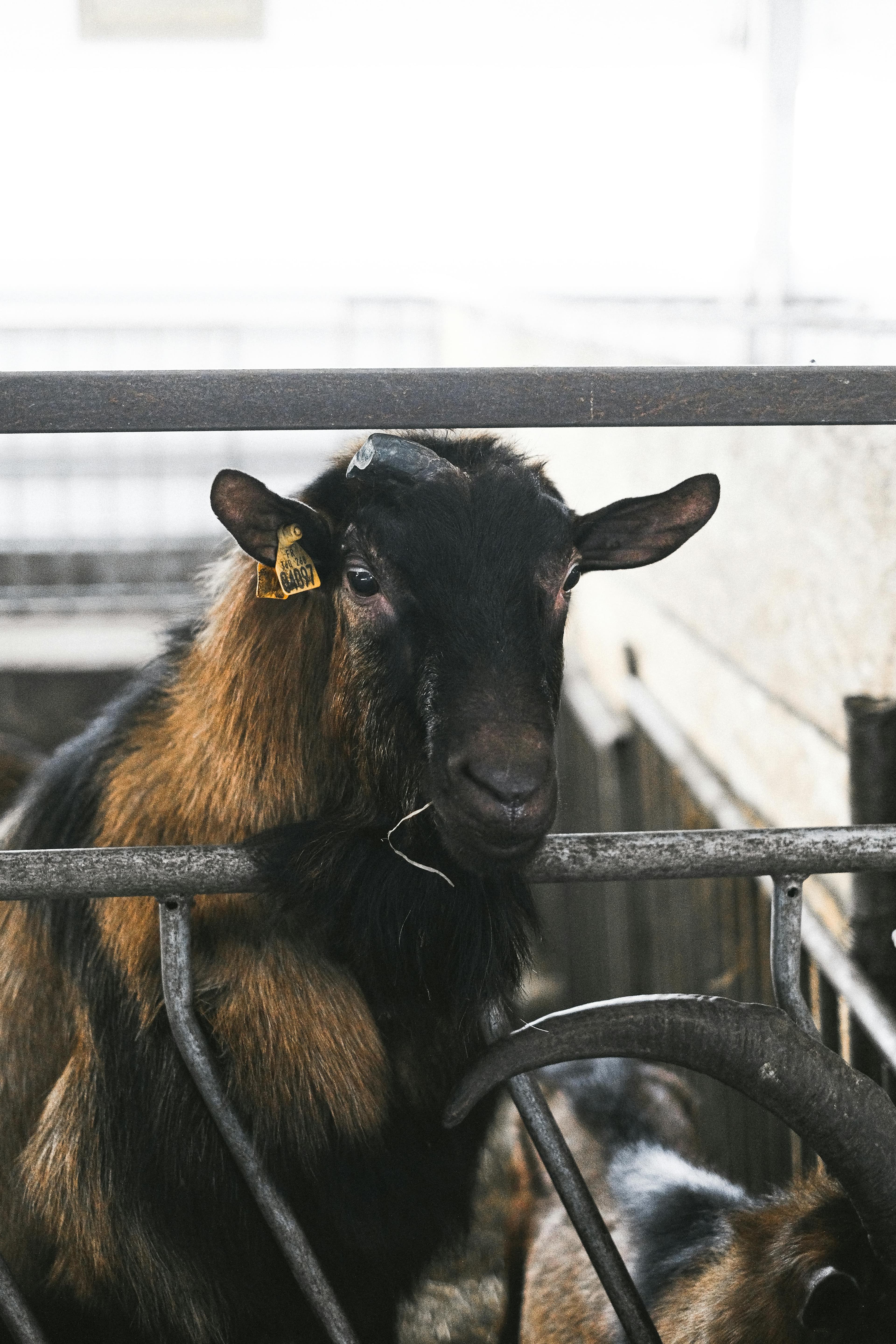 About Ekhaya Abattoir